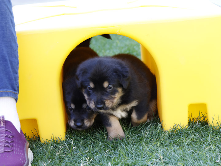 chinook dog